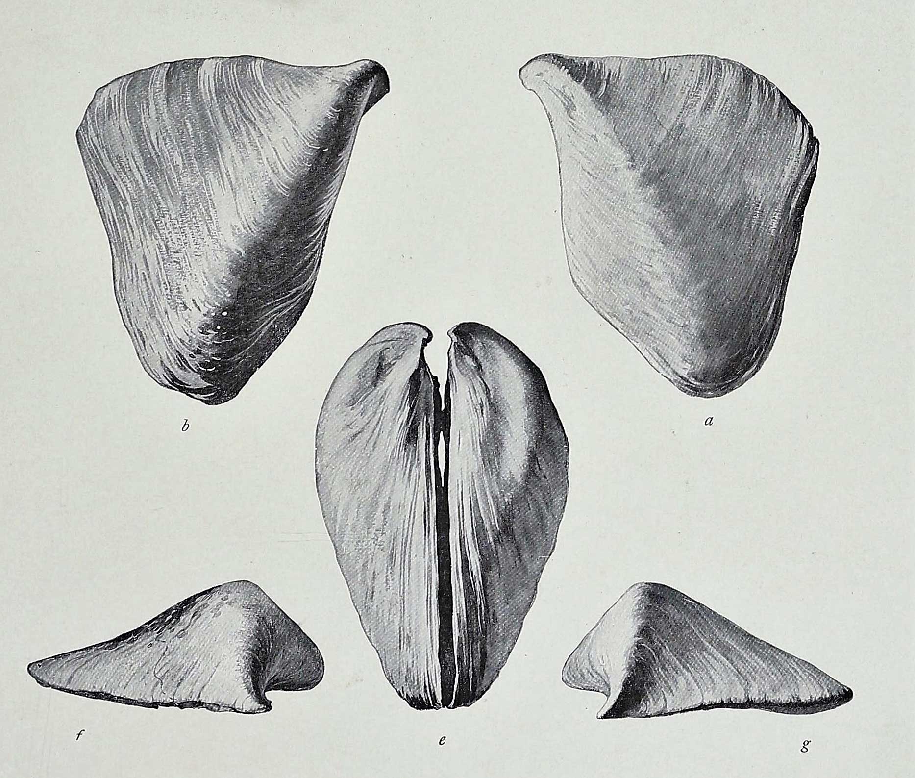 ‘Goat nail’ molluscs from Lake Balaton, a favourite among children