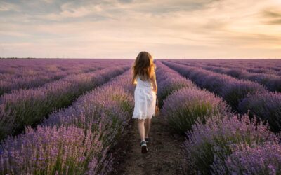 Lavender Weeks in Tihany – A colourful summer idyll