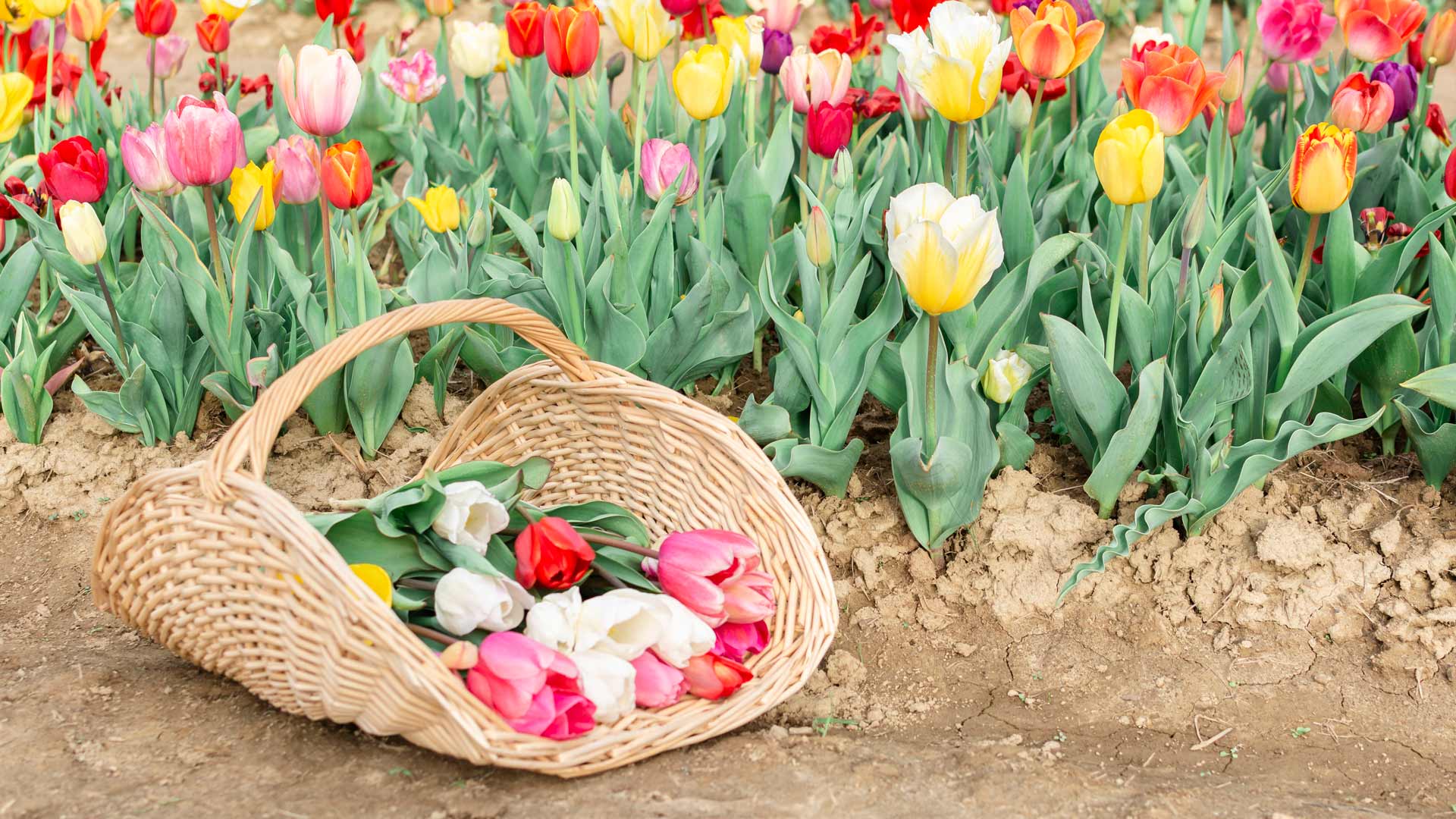 tulipánszüret Kőröshegy Mirabella Camping Zamárdi
