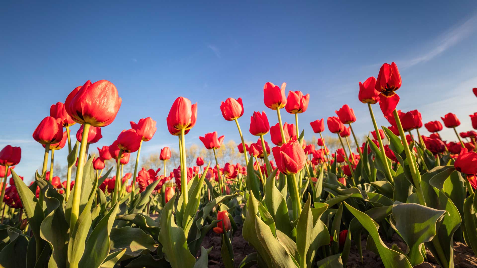 tulipánszüret 2024 Mirabella Camping Zamárdi